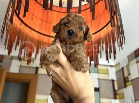 Toypoodle Yavrularımız