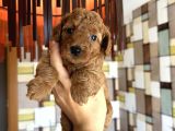 Toypoodle Yavrularımız