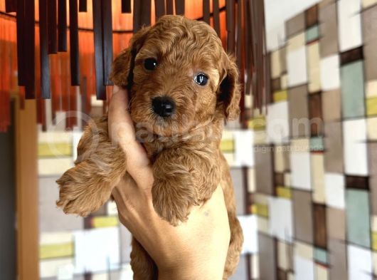 Toypoodle Yavrularımız görsel