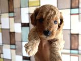 Toypoodle Yavrularımız