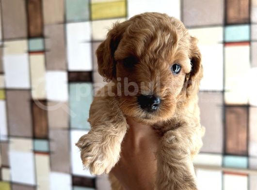 Toypoodle Yavrularımız görsel