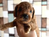 Toypoodle Yavrularımız