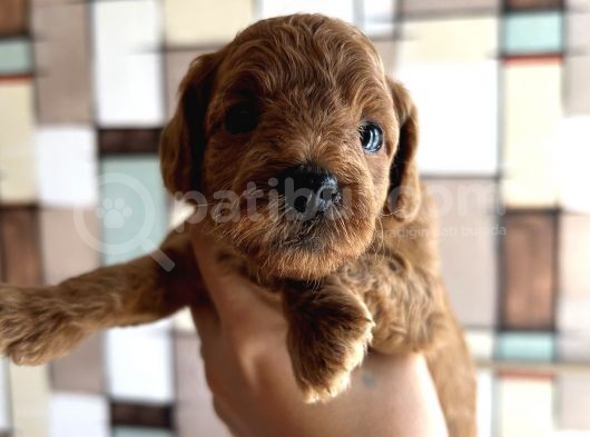 Toypoodle Yavrularımız görsel