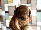 Toypoodle Yavrularımız