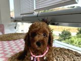 Ömür Boyu Irk Garantili Poodle Yavrular