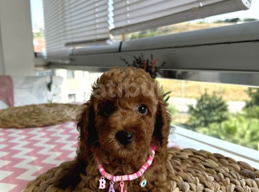 Ömür Boyu Irk Garantili Poodle Yavrular görsel