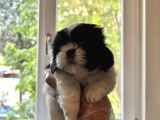 Shih Tzu Şitsu A Kalite Scr Yavrularımız Tüm Türkiyeye Gönderim Bursa