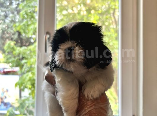 Shih Tzu Şitsu A Kalite Scr Yavrularımız Tüm Türkiyeye Gönderim Bursa görsel