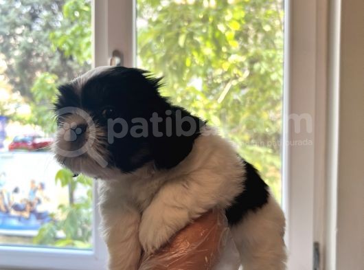 Shih Tzu Şitsu A Kalite Scr Yavrularımız Tüm Türkiyeye Gönderim Bursa görsel