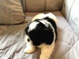 Shih Tzu Şitsu A Kalite Scr Yavrularımız Tüm Türkiyeye Gönderim Bursa
