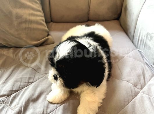 Shih Tzu Şitsu A Kalite Scr Yavrularımız Tüm Türkiyeye Gönderim Bursa görsel
