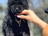 Black Toy Poodle Yavrumuz
