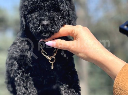 Black Toy Poodle Yavrumuz görsel