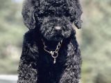 Black Toy Poodle Yavrumuz