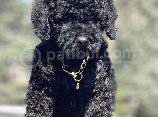 Black Toy Poodle Yavrumuz görsel