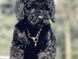 Black Toy Poodle yavrumuz