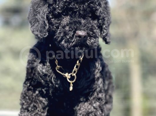Black Toy Poodle Yavrumuz
