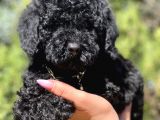 Black Toy Poodle Yavrumuz