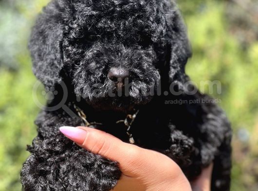 Black Toy Poodle Yavrumuz görsel