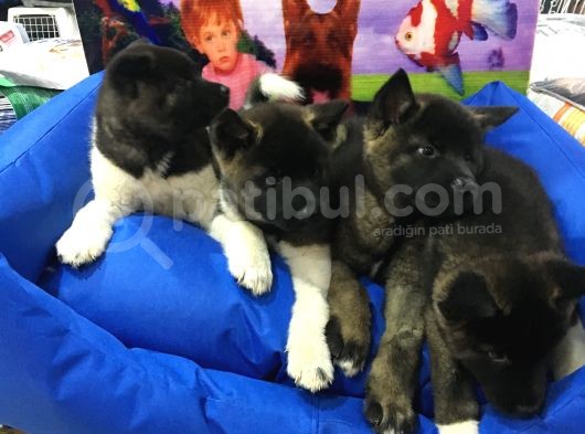 Efsane Kalitede Aki̇ta Yavrusu Vonalp Pet  Garantisiyle