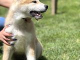 Yarışma Düzeyi Akita-Inu Yavrular