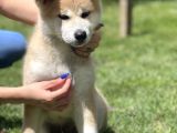 Yarışma Düzeyi Akita-Inu Yavrular