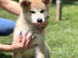 Yarışma Düzeyi Akita-inu yavrular