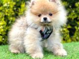 Safkan Pomeranian Boo Yavrularımız