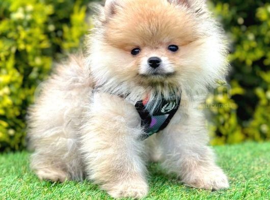 Safkan Pomeranian Boo Yavrularımız görsel