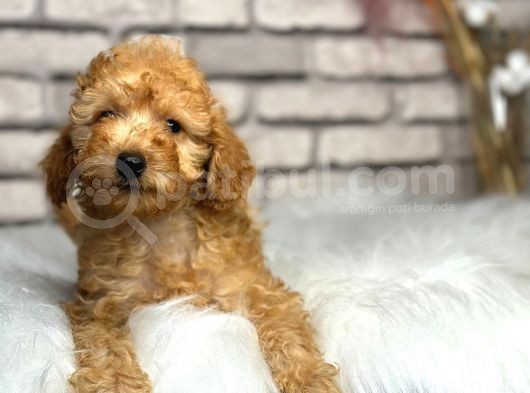 Secereli̇ Ve Dost Canlisi Toy Poodle görsel