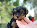 Show Kalite Yorkshire Terrier