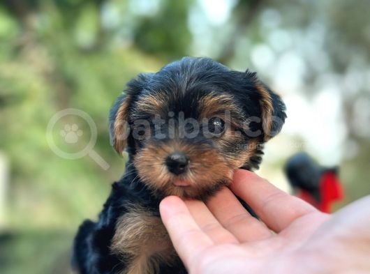 Show kalite yorkshire terrier