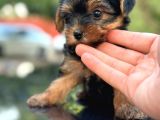 Show Kalite Yorkshire Terrier