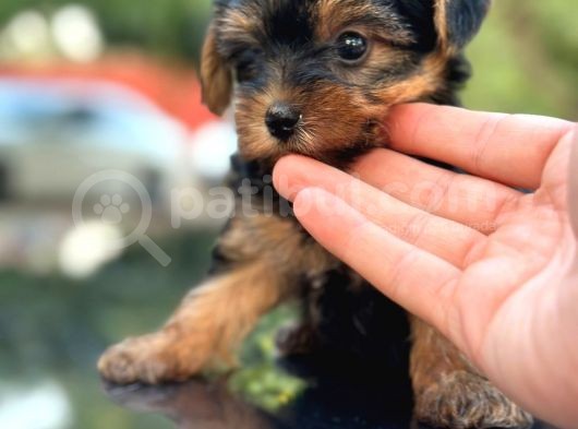 Show Kalite Yorkshire Terrier görsel