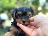 Show Kalite Yorkshire Terrier