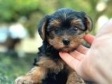 Show Kalite Yorkshire Terrier