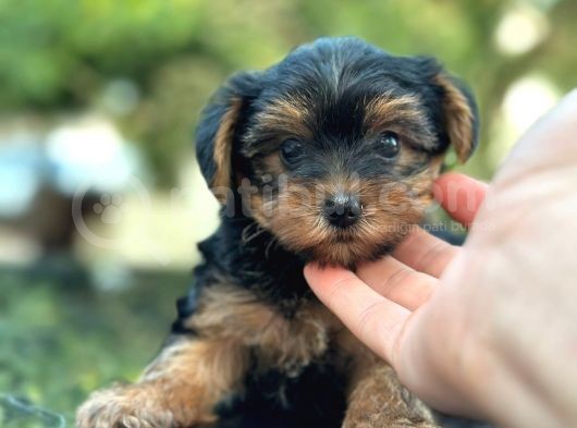 Show Kalite Yorkshire Terrier görsel