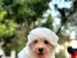Show Kalite Mikrocipli Maltese Terrier