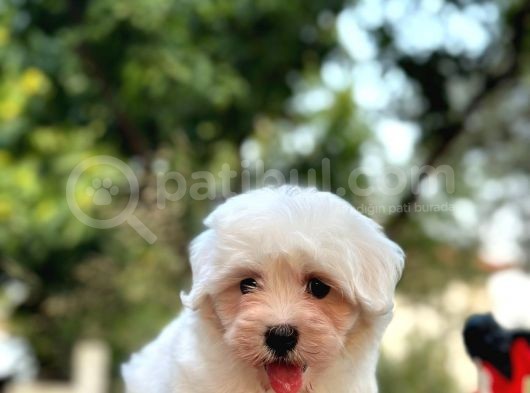 Show Kalite Mikrocipli Maltese Terrier görsel