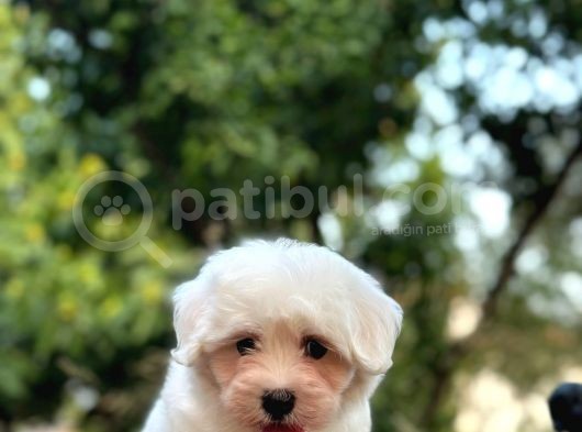 Show Kalite Mikrocipli Maltese Terrier görsel
