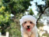Show Kalite Mikrocipli Maltese Terrier
