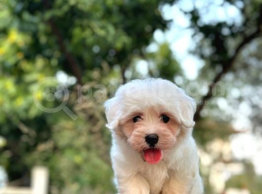 Show Kalite Mikrocipli Maltese Terrier