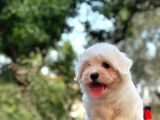 Show Kalite Mikrocipli Maltese Terrier