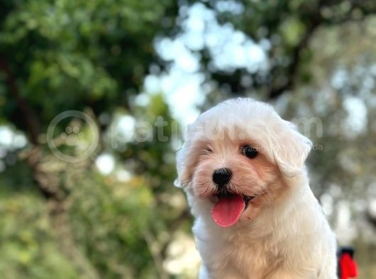 Show Kalite Mikrocipli Maltese Terrier görsel