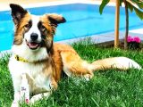 Eğitimli Ve Aşılı Yavru Border Collie