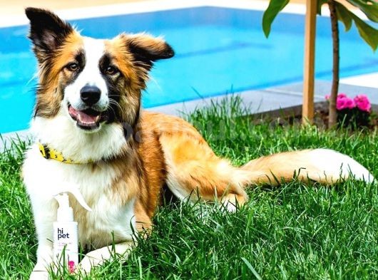 Eğitimli Ve Aşılı Yavru Border Collie görsel