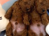 Red Brown Toy Poodle Yavrular