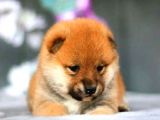 Yurt Dışından Secereli Shiba-Inu Yavrular