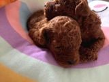 Red Brown Toy Poodle Yavrular