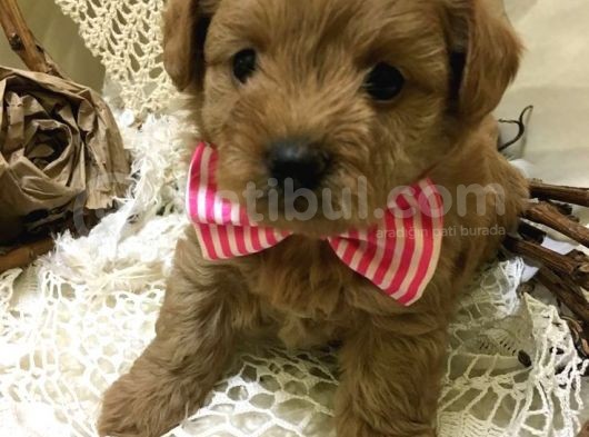 Poodle Kalitesinde Mini Boy Maltipoo Bebekler görsel